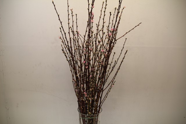 Bild på Prunus Blossom