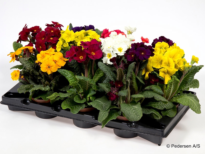 Bild på Krukväxter Primula Veris Mix *12