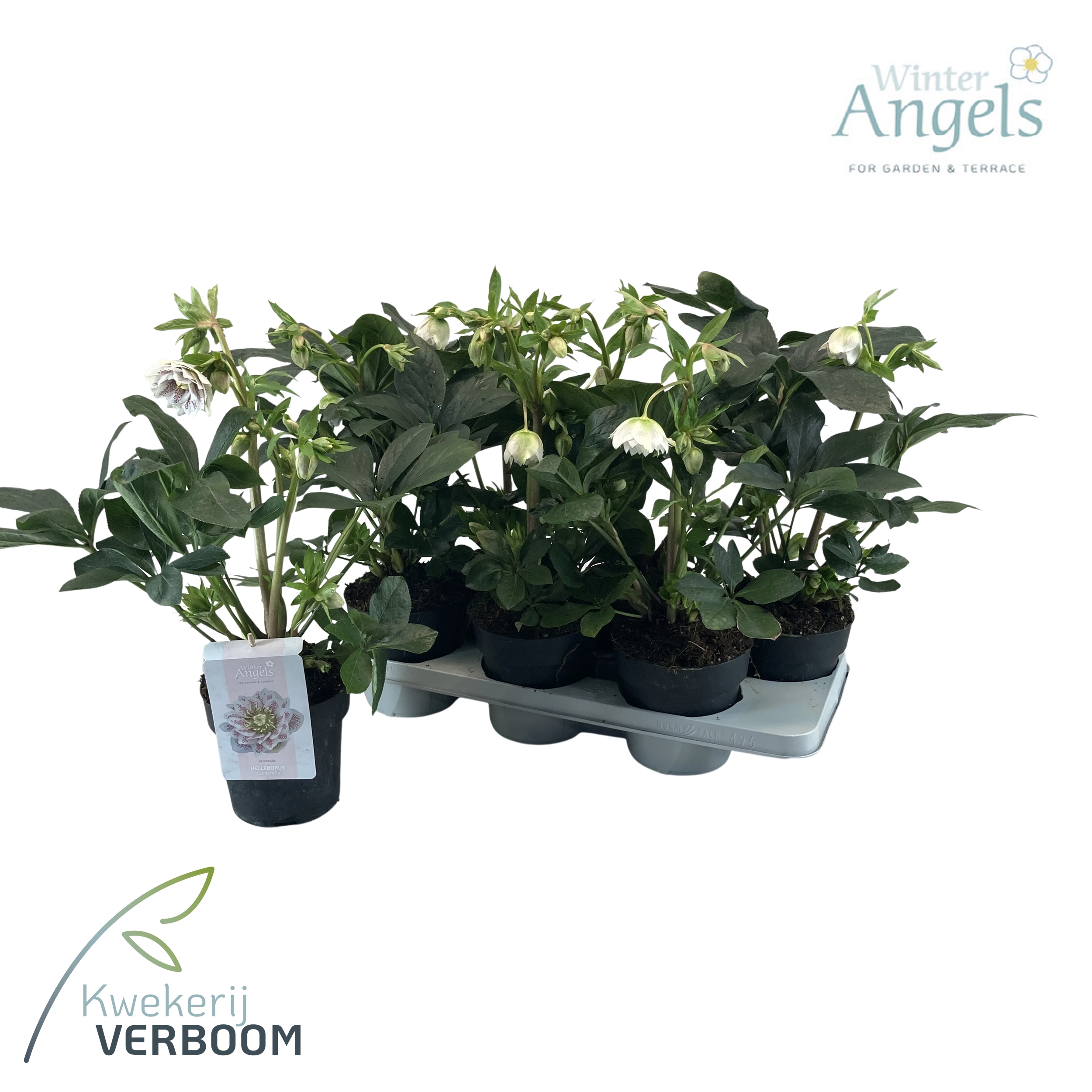 Bild på Krukväxter Helleborus Cinderella *6 Veerboom