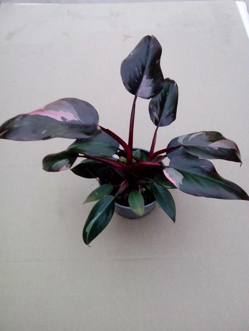Bild på Krukväxter Philodendron Pink Princess *10