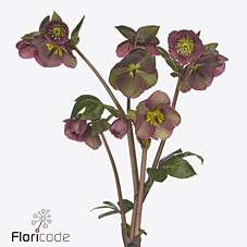 Bild på Helleborus Pippa`s Purple