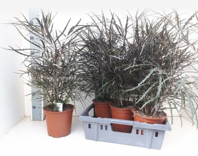 Bild på Dizygotheca Elegantissima D19 X 5 Praktaralia