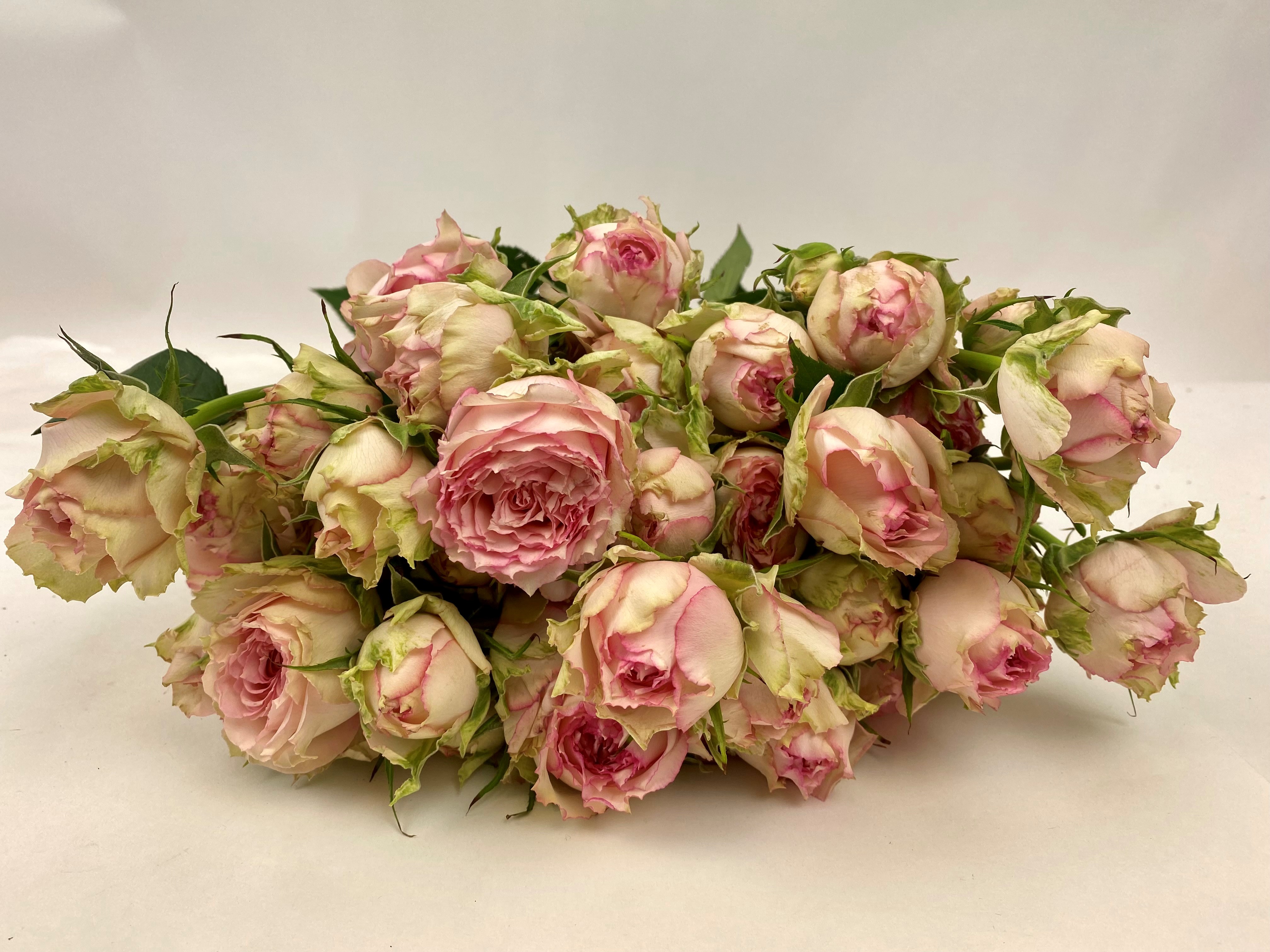 Bild på Kvistros Pink Blossom per 5