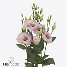 Bild på Lisianthus Lisanne dubbel light pink