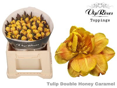 Bild på Tulpan Painted Honey Caramel