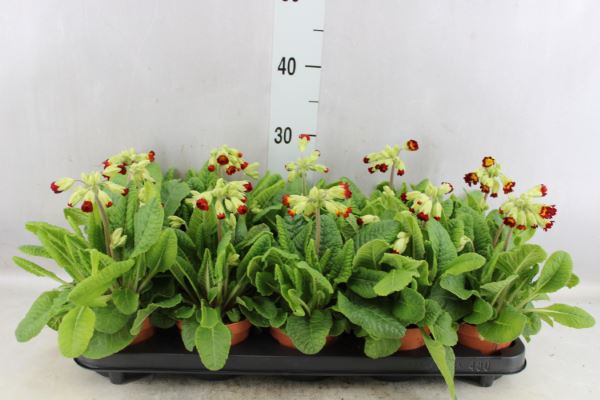 Bild på Primula Veris D11 X 10 Cabrillo Gullviva