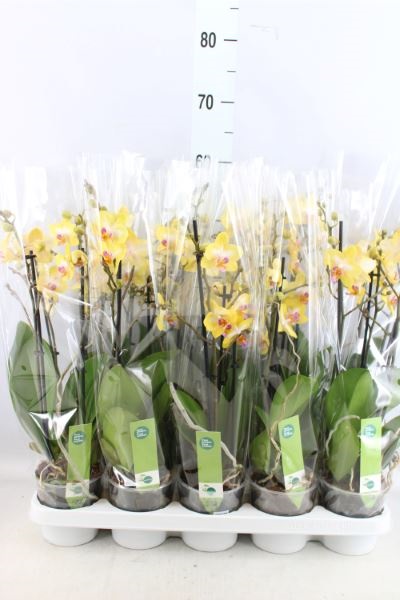 Bild på Phalaenopsis 3Gr D12 X 10 Buttercup