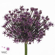 Bild på Allium Purple sensation