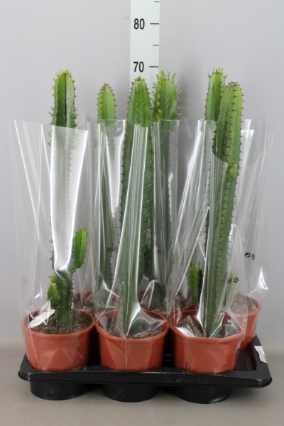 Bild på Euphorbia Acrurensis D17 X 6 Cactus