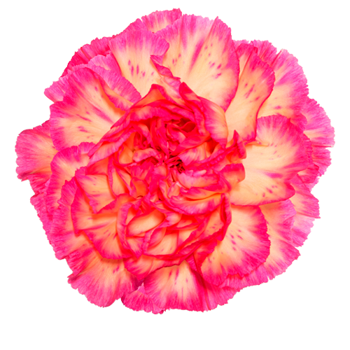 Bild på Spritz Sport