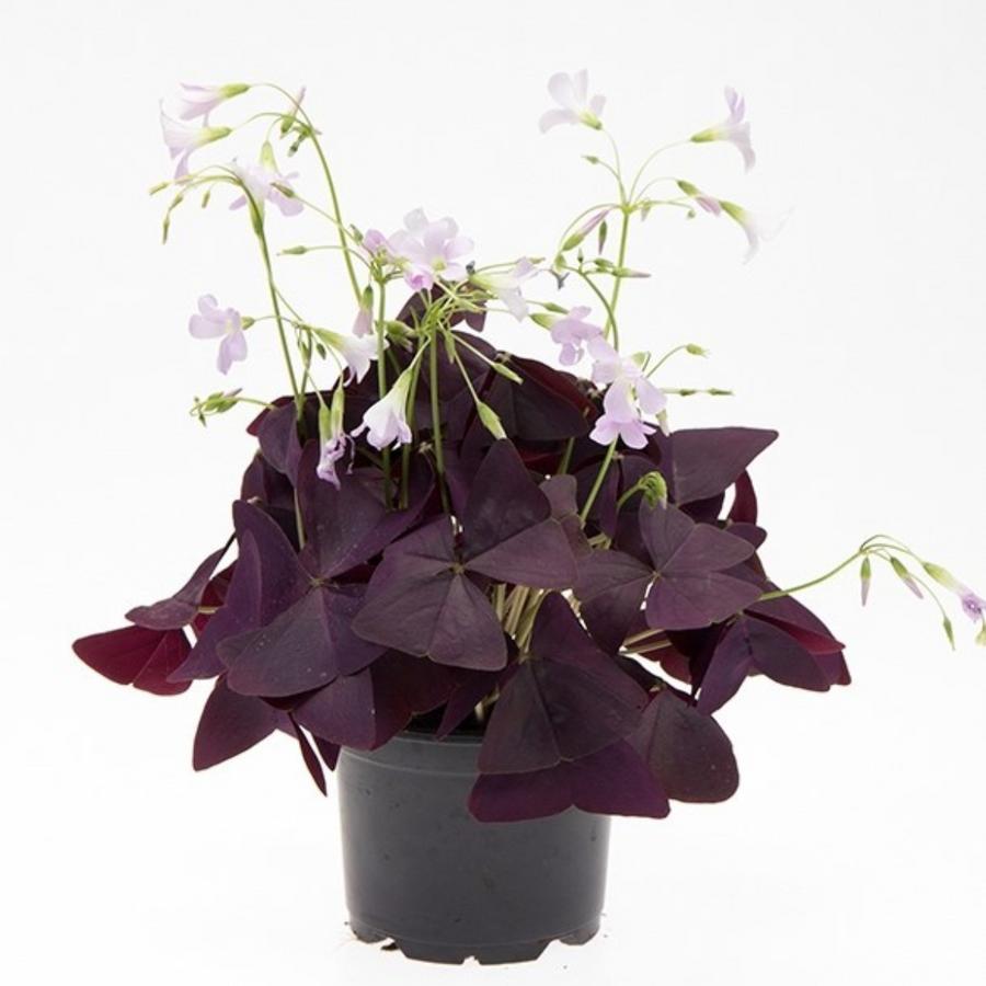 Bild på Krukväxter Oxalis Triangularis *8