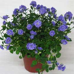 Bild på Krukväxter Campanula Blue Bali *12