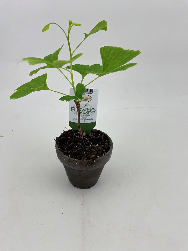 Bild på Krukväxter Ginko Biloba *9 Lerkruka