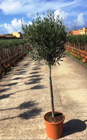 Bild på Krukväxter It Olivträd 165 cm *1