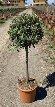 Bild på Krukväxter It Olivträd 100 cm   *1