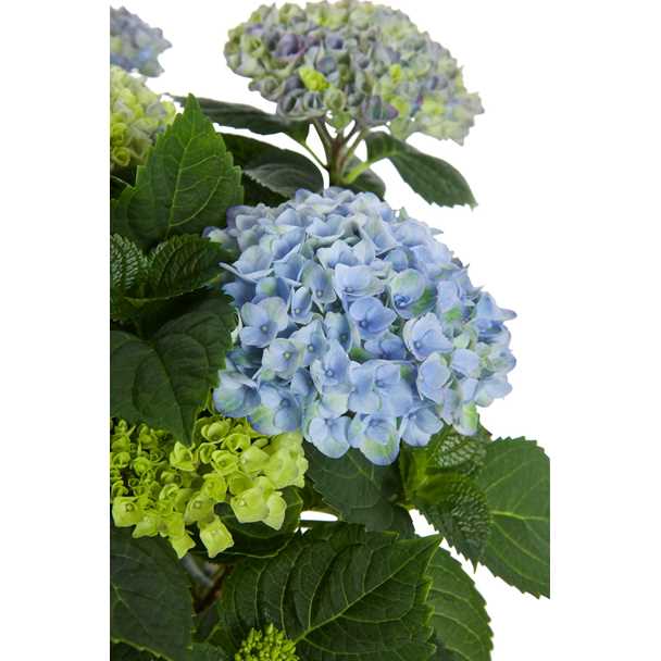 Bild på Krukväxter Hortensia Magical Blå *6