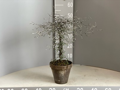 Bild på Krukväxter Corokia Cotoneaster *3 Stam Lerkruka