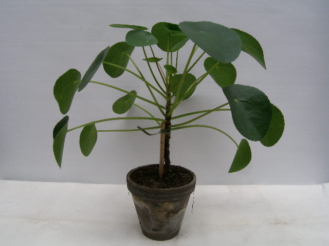 Bild på Krukväxter Pilea Peperomiodes *4 Lerkruka Stam