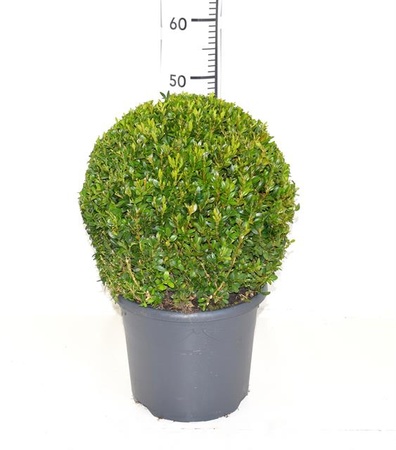 Bild på Krukväxter Buxus *1 Ø32cm