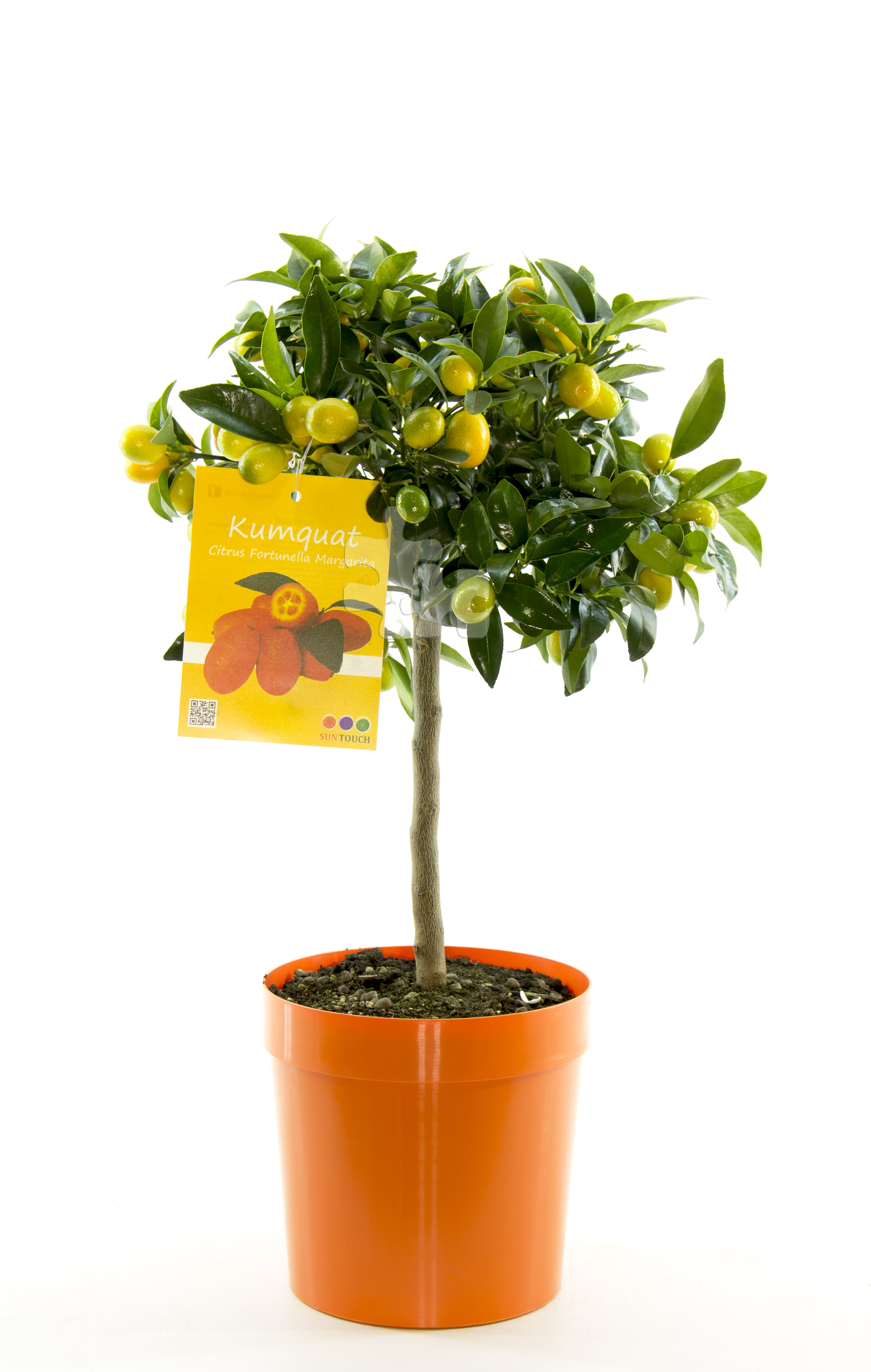 Bild på Krukväxter Citrus Kumquat *1