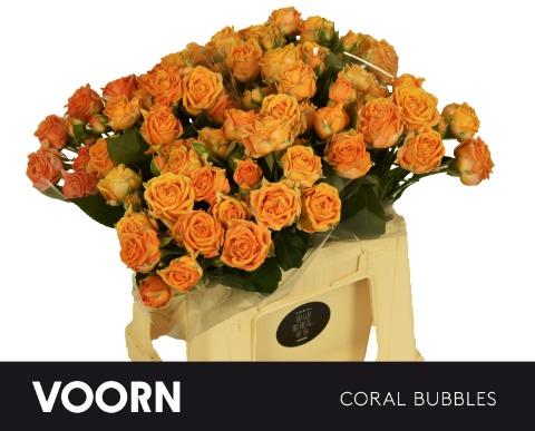 Bild på Kvistros Coral Bubbles