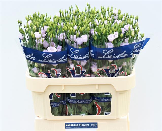 Bild på Lisianthus Fioretti Småblommig