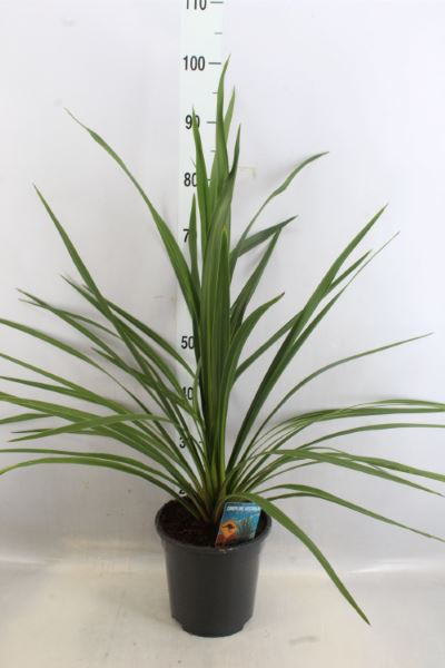 Bild på Cordyline Indivisa D21 X 2 Peko Verde