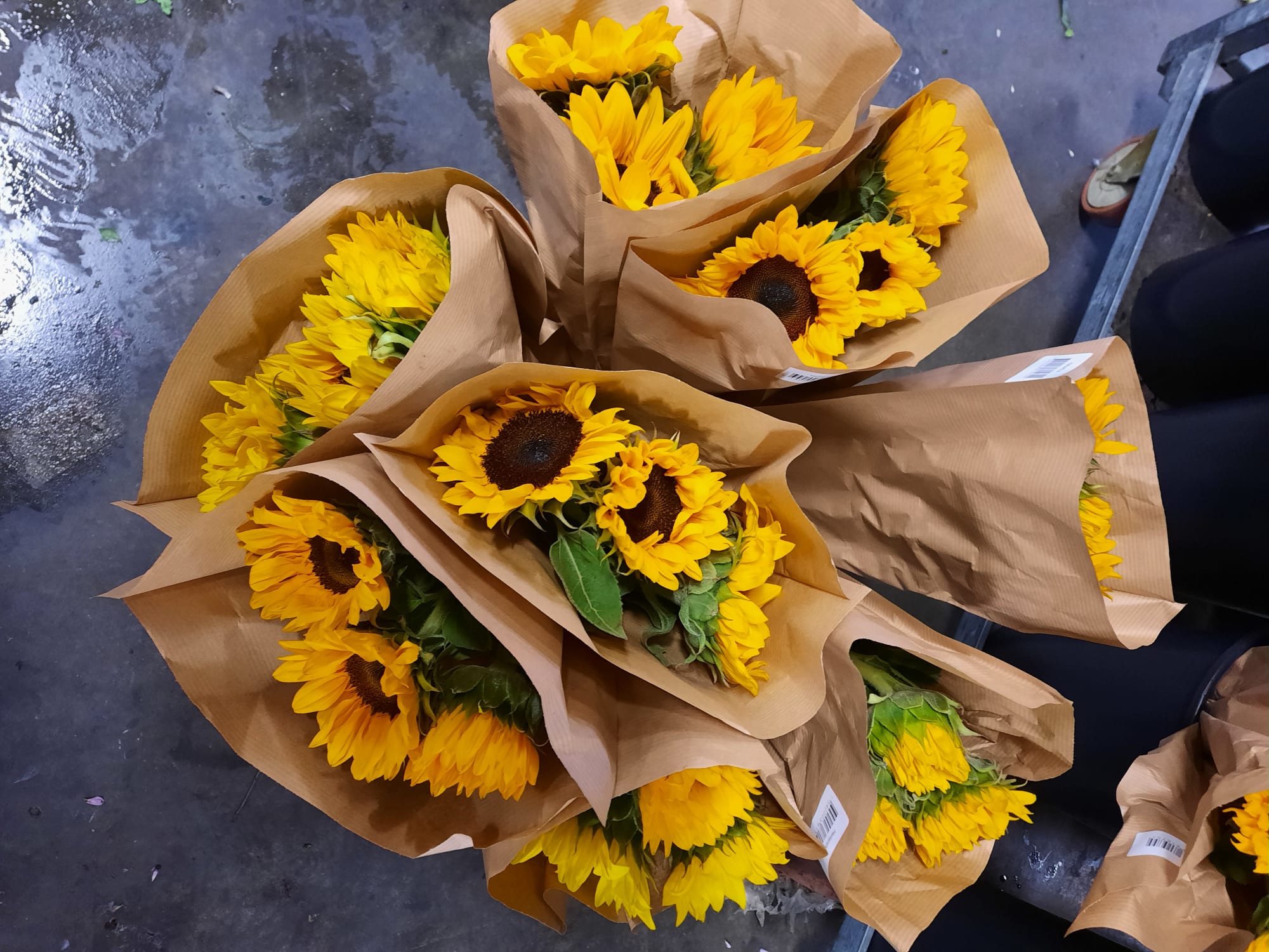 Bild på Helianthus 3 pack