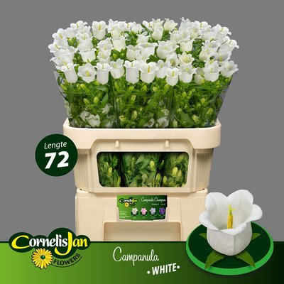 Bild på Campanula Champion (Pisspotta)