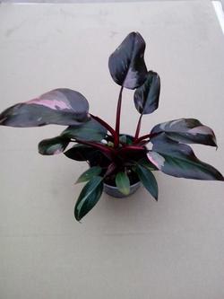 Bild på Philodendron Pink Princess D12 X 10