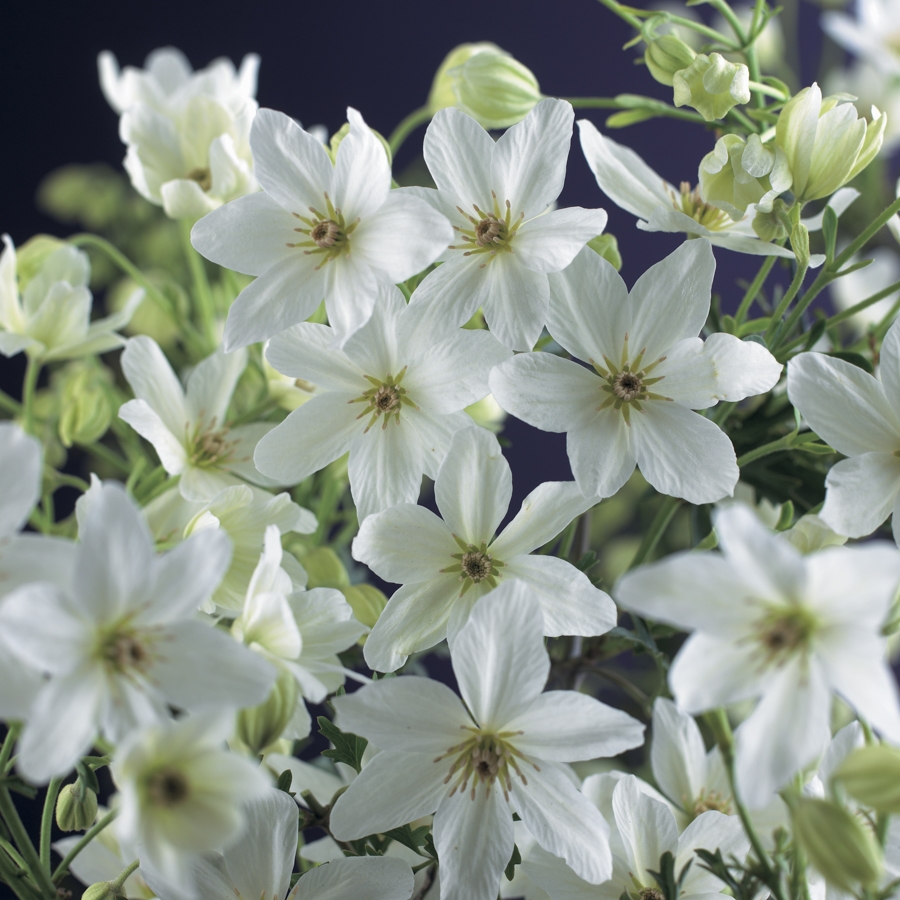 Bild på Krukväxter Clematis forst. Joe *1 Climber