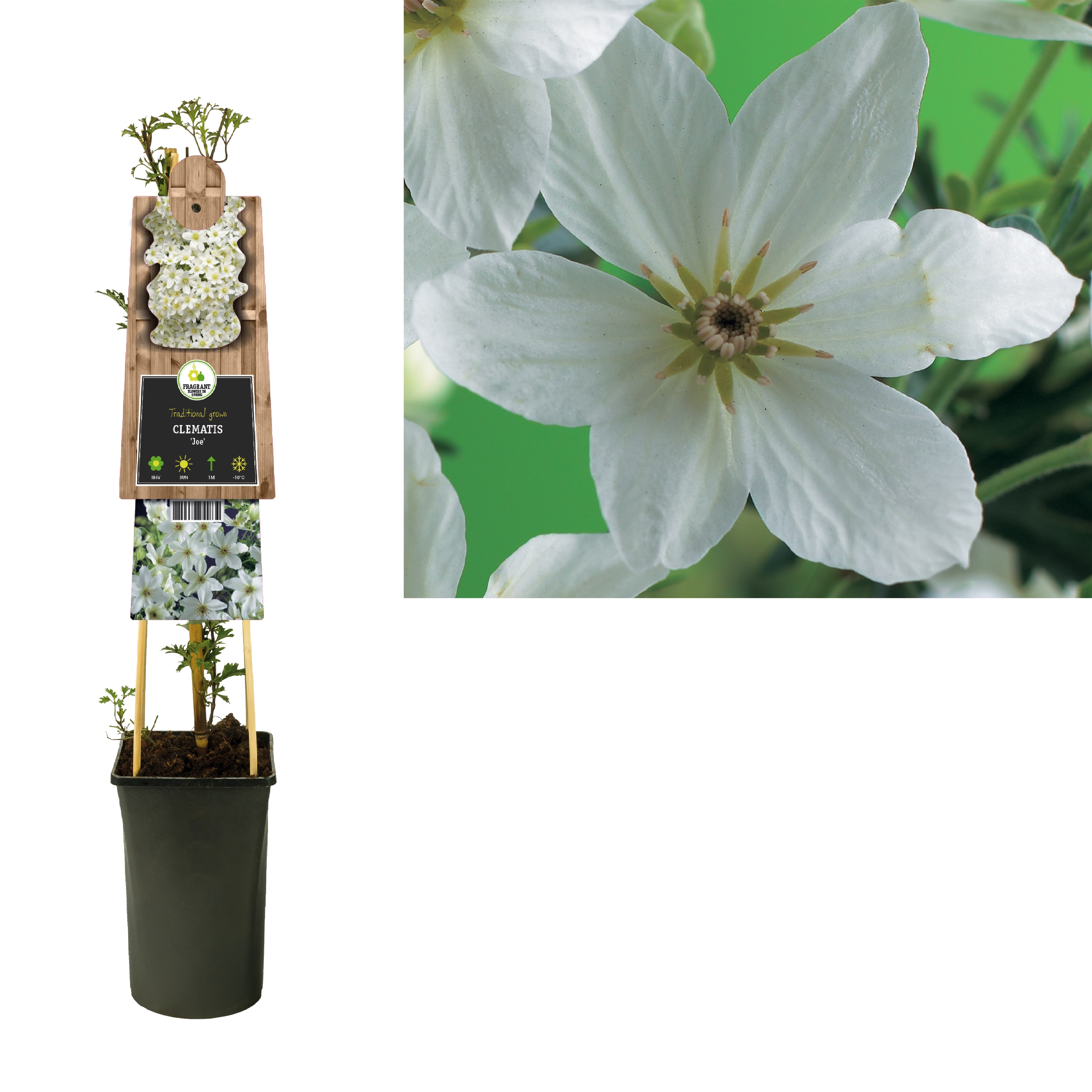 Bild på Krukväxter Clematis forst. Joe *1 Climber