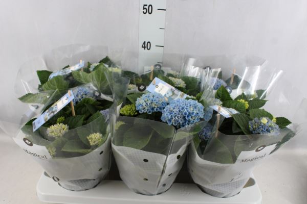 Bild på Krukväxter Hortensia Magical Blå *6