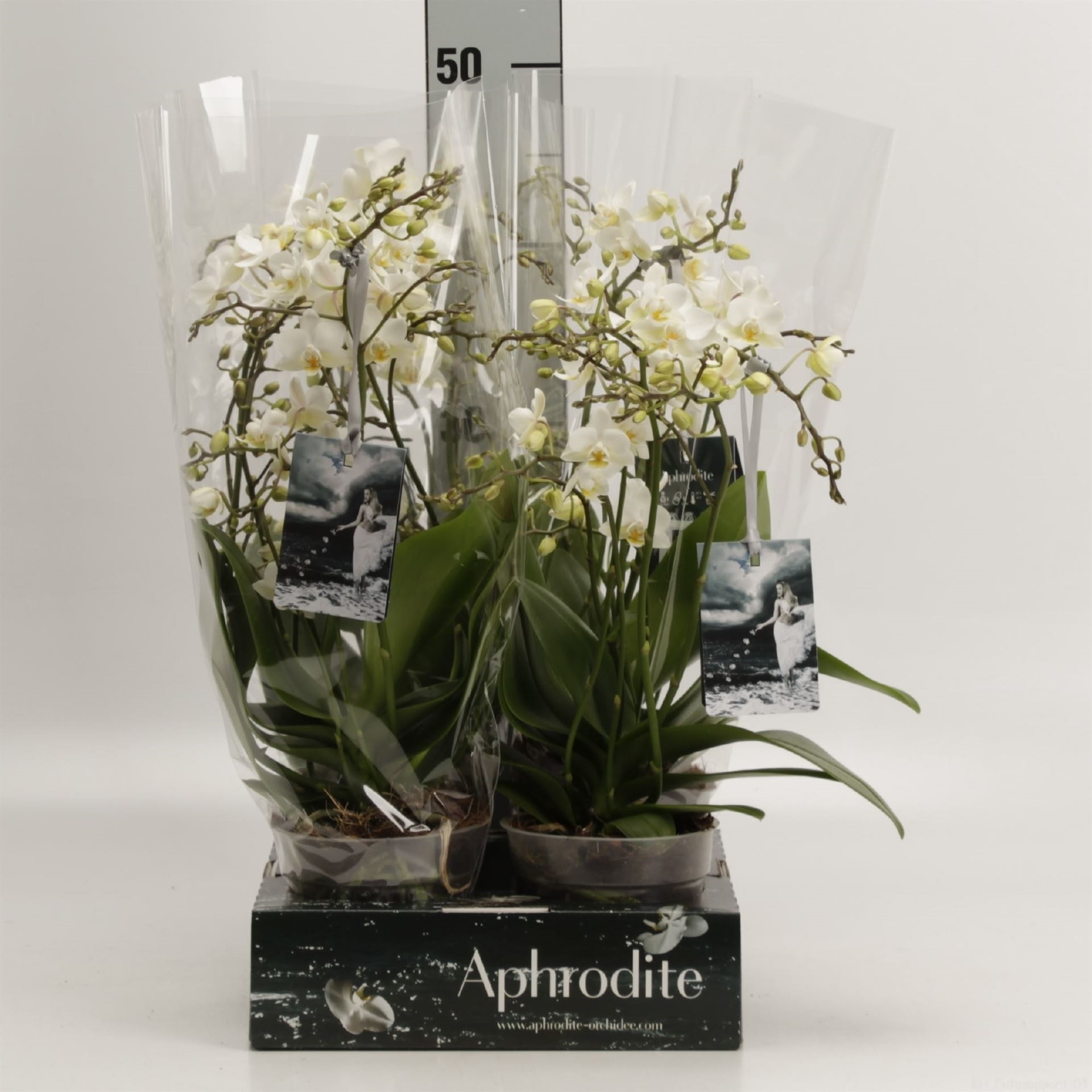 Bild på Phalaenopsis 4Gr D12 X 6 Wild Soft Cloud