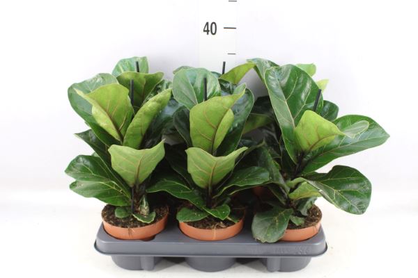 Bild på Krukväxter Ficus Lyrata *6 Bambino
