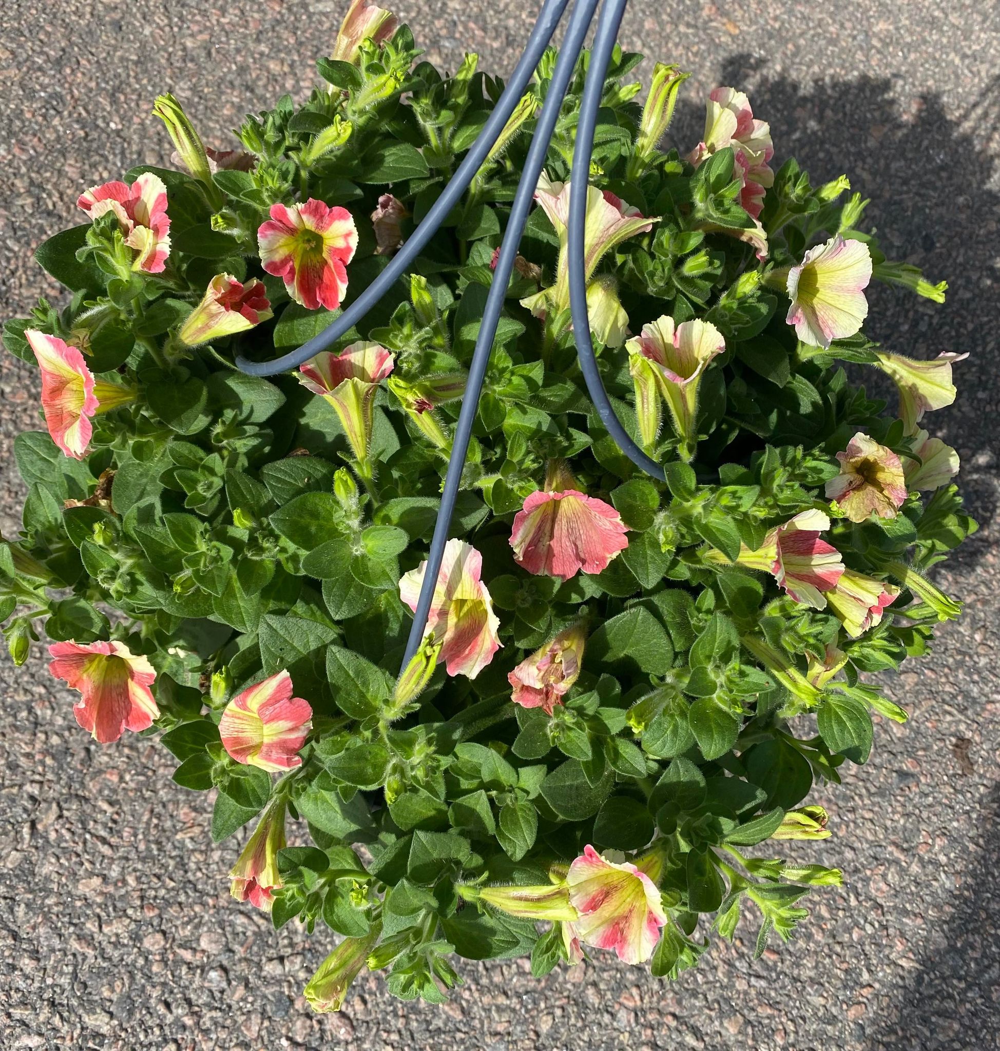 Bild på Krukväxter Petunia Peppy Sunset *1 Ampel