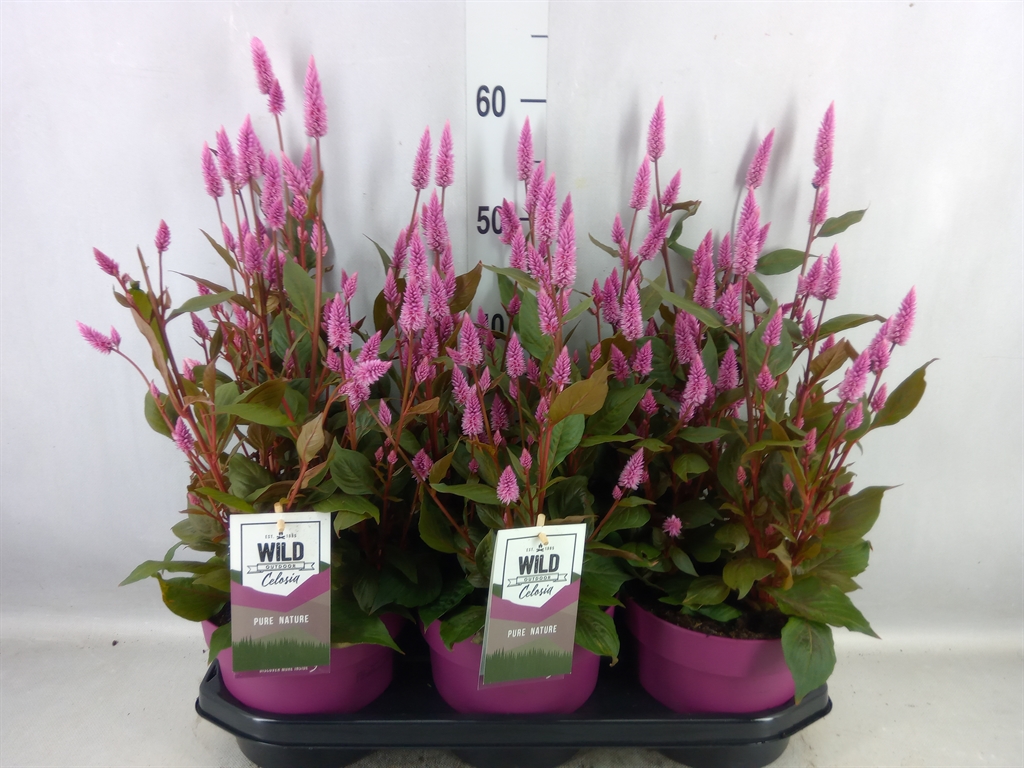 Bild på Krukväxter Celosia Wild Pink *3