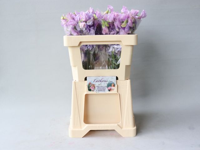 Bild på Lathyrus Winter Sunshine Lavender Luktärt