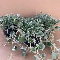 Bild på Krukväxter Dichondra Silverfalls *15