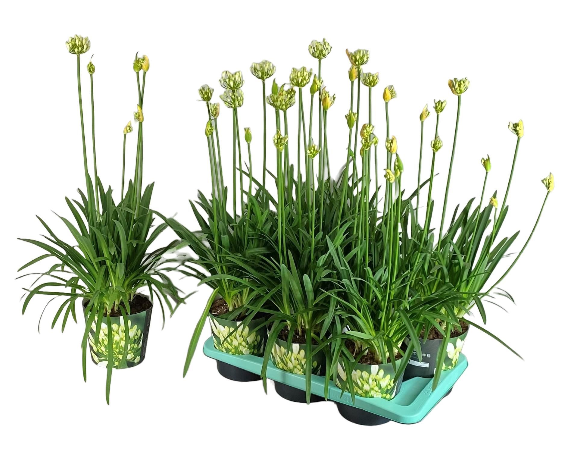 Bild på Krukväxter Agapanthus Vit  *6