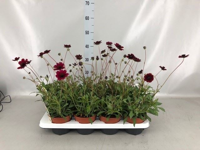 Bild på Krukväxter Cosmos Chokladblomma *8