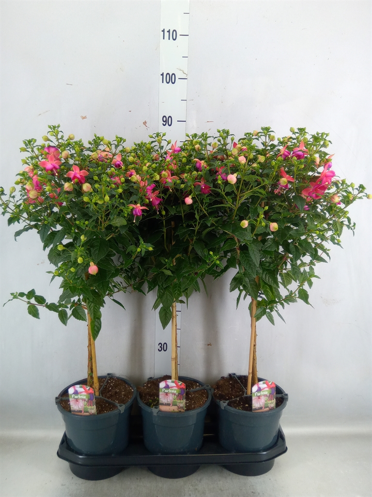 Bild på Krukväxter Fuchsia på Stam *3