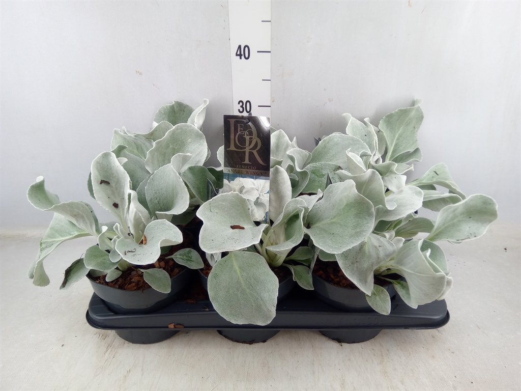 Bild på Krukväxter Senecio Angel wings *8
