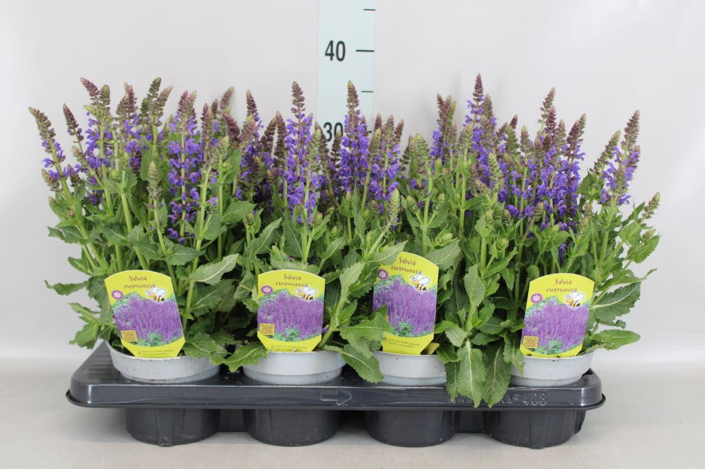 Bild på Krukväxter Salvia nemorosa *8