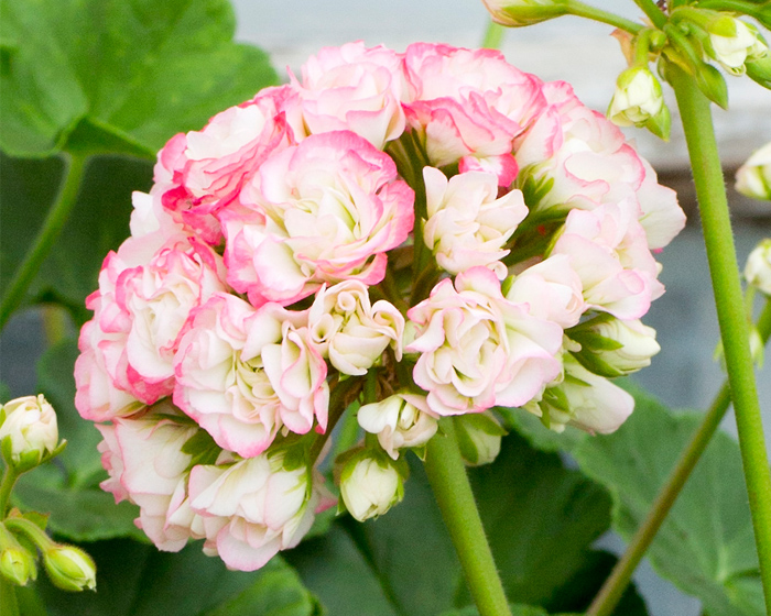 Bild på Krukväxter Pelargon Appleblossom *6 Tygelsjö