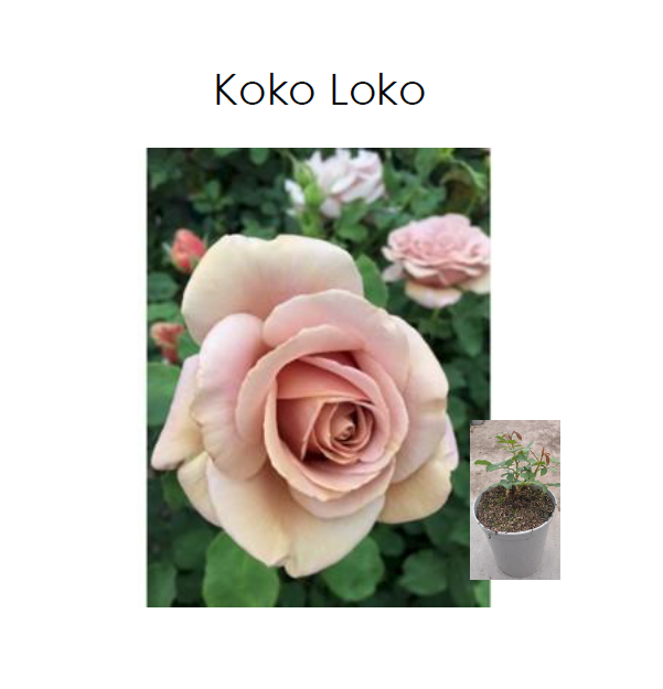 Bild på Krukväxter Rosor Koko Loko *5 Trädgård