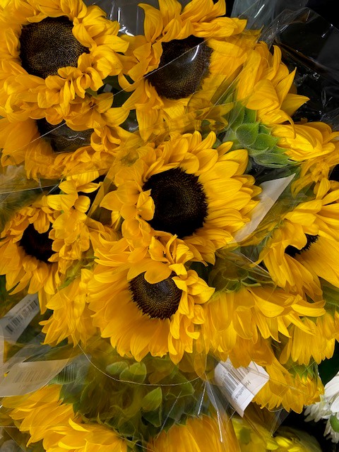 Bild på Helianthus 3-pack *8
