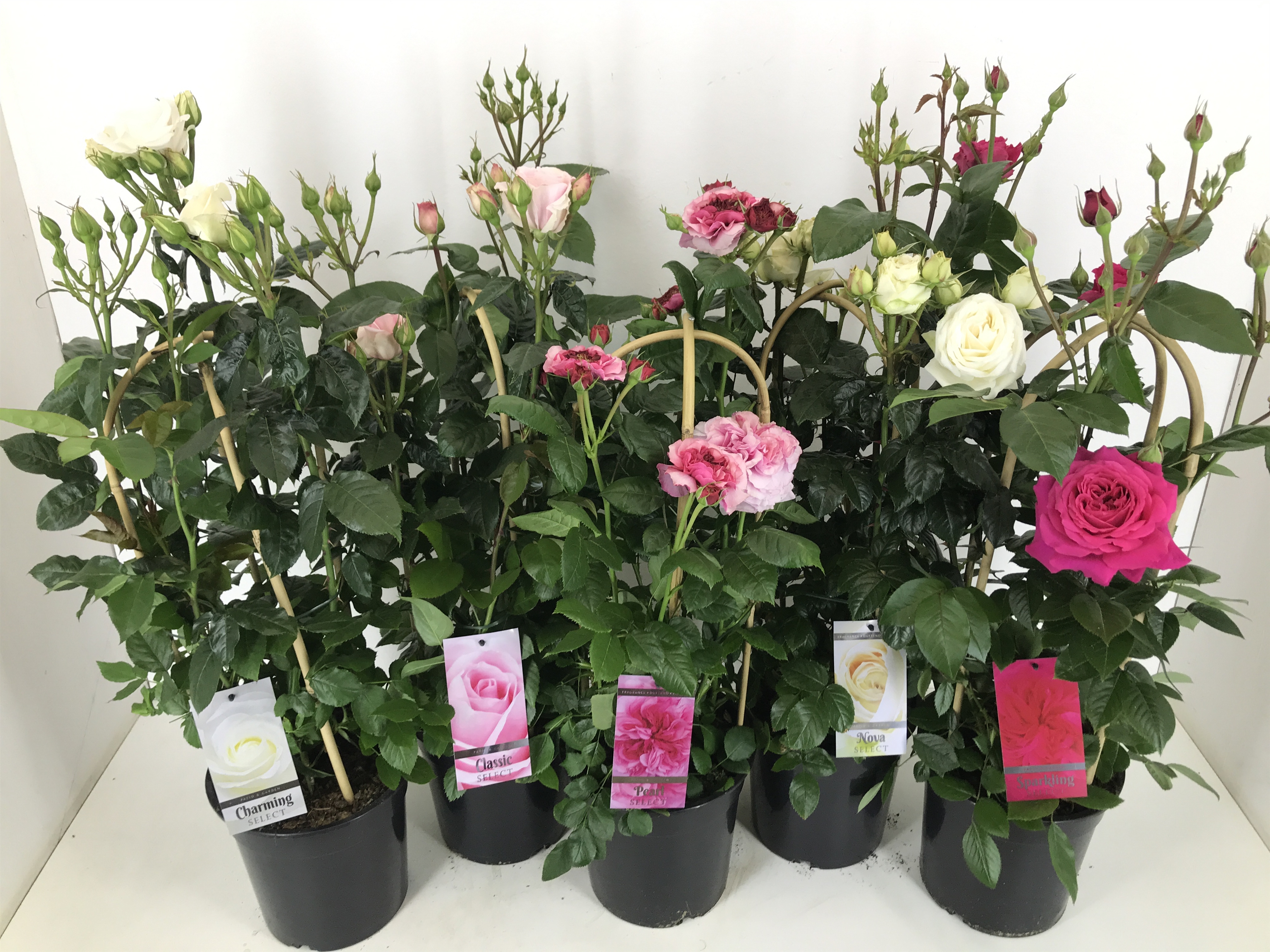 Bild på Krukväxter Rosor Spalje Fragrance *1 Trädgård