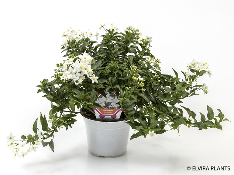 Bild på Krukväxter Solanum  Jasminoides *6