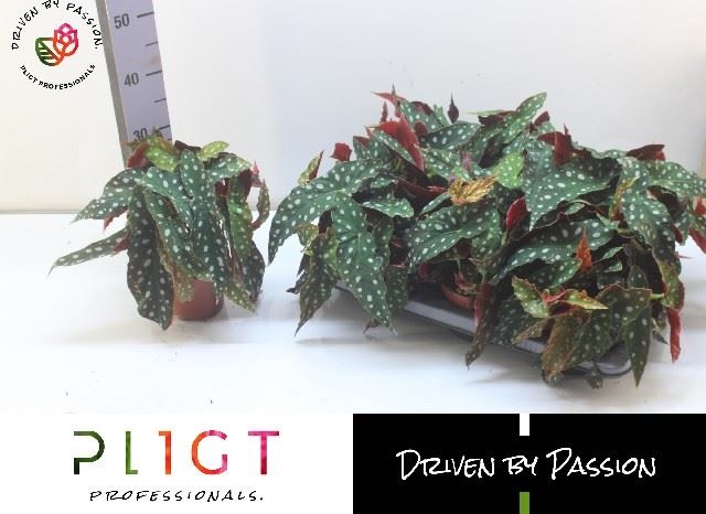 Bild på Begonia Maculata D14 X 6 Änglavinge/Forellbegonia